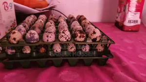 Quail Eggs
