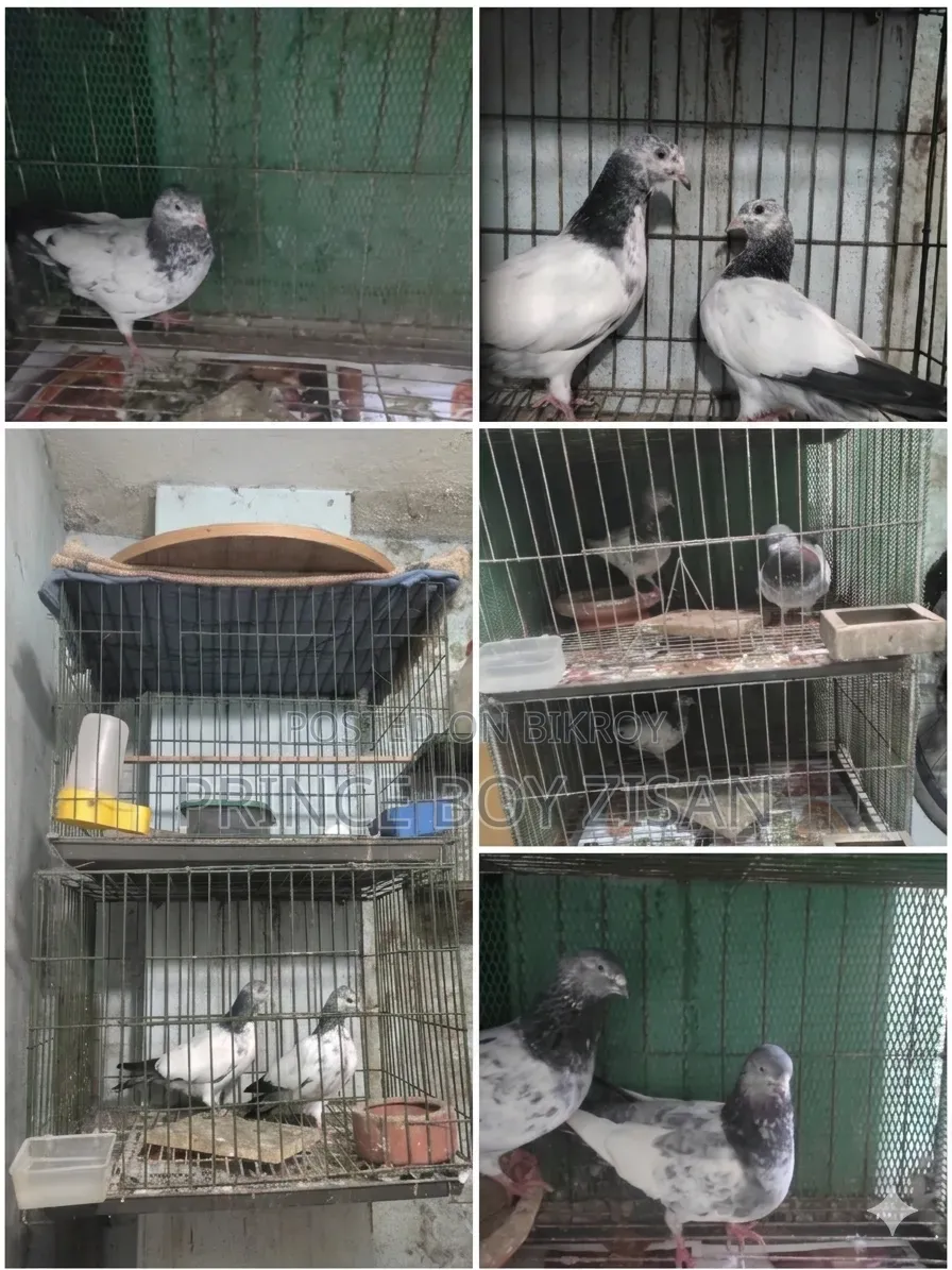 Pigeons and pigeon cage for sale