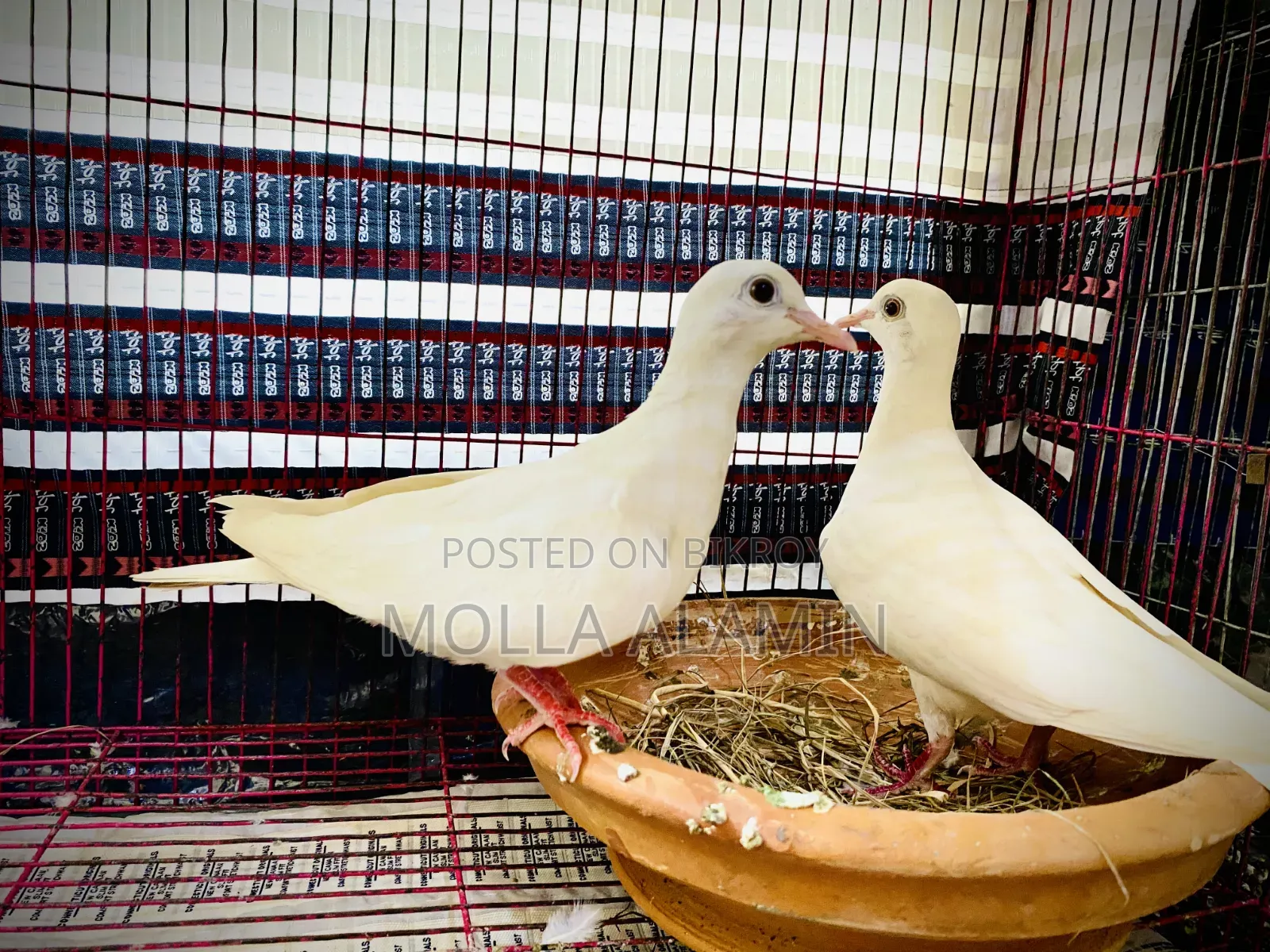 Australian Dove Big Size Fresh