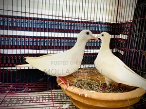 Australian Dove Big Size Fresh