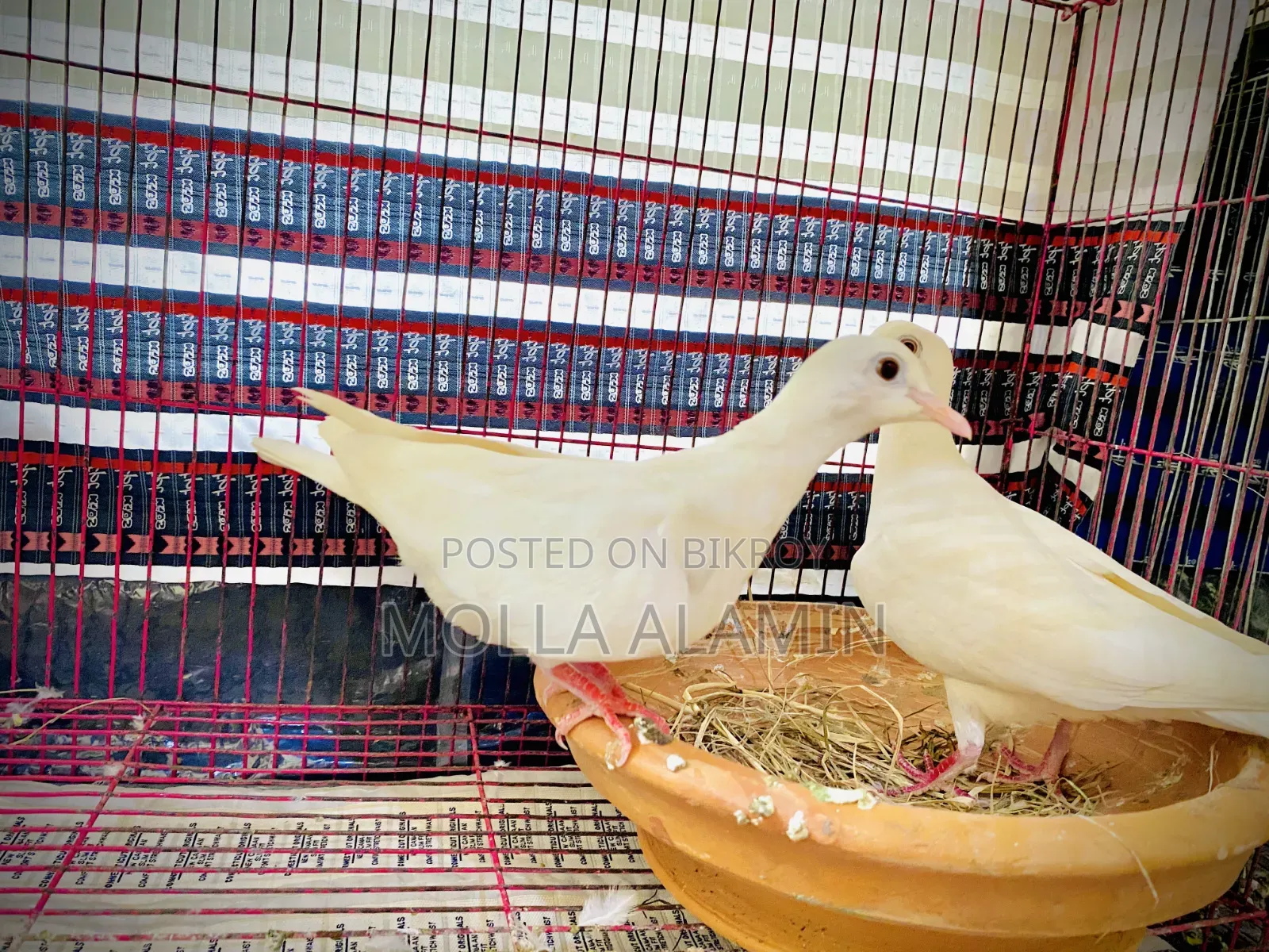Australian Dove Big Size Fresh