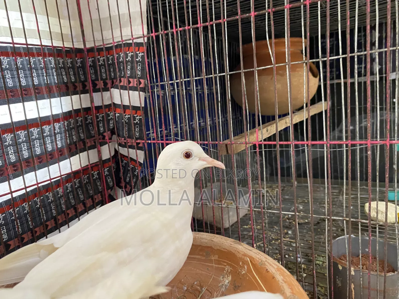Australian Dove Big Size Fresh