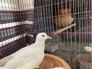 Australian Dove Big Size Fresh