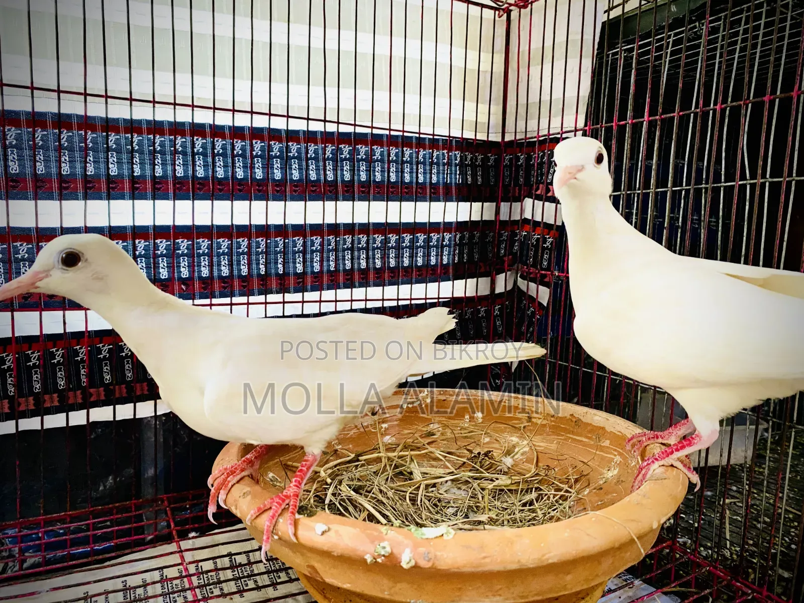Australian Dove Big Size Fresh