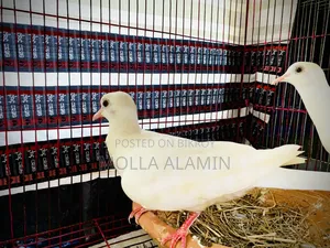 Australian Dove Big Size Fresh