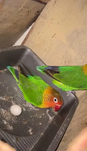 Lovebirds Pair (Green Fisher)