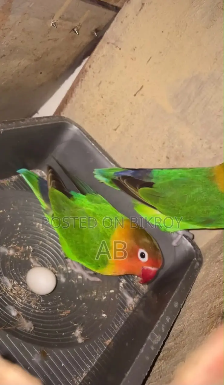Lovebirds Pair (Green Fisher)