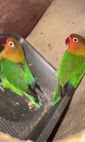 Lovebirds Pair (Green Fisher)