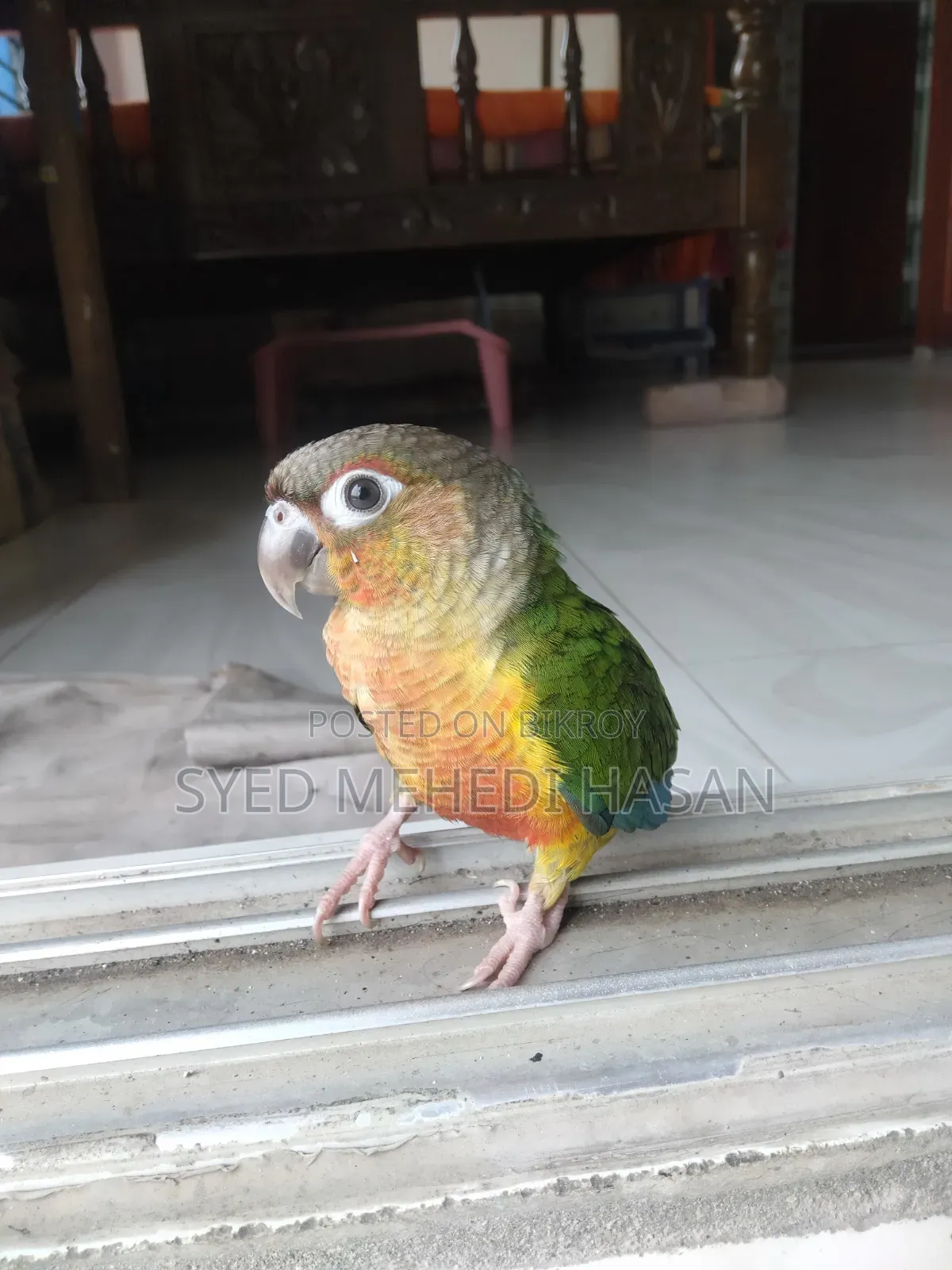 Green Cheek Conure (Double Red Factor, Yellow Sided)