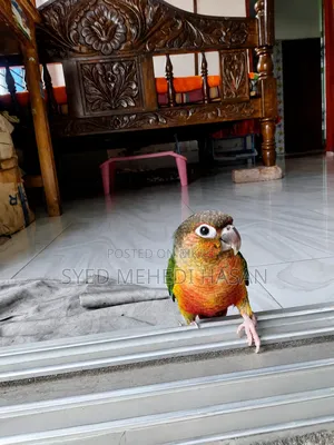 Green Cheek Conure (Double Red Factor, Yellow Sided)