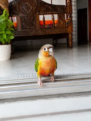 Green Cheek Conure (Double Red Factor, Yellow Sided)