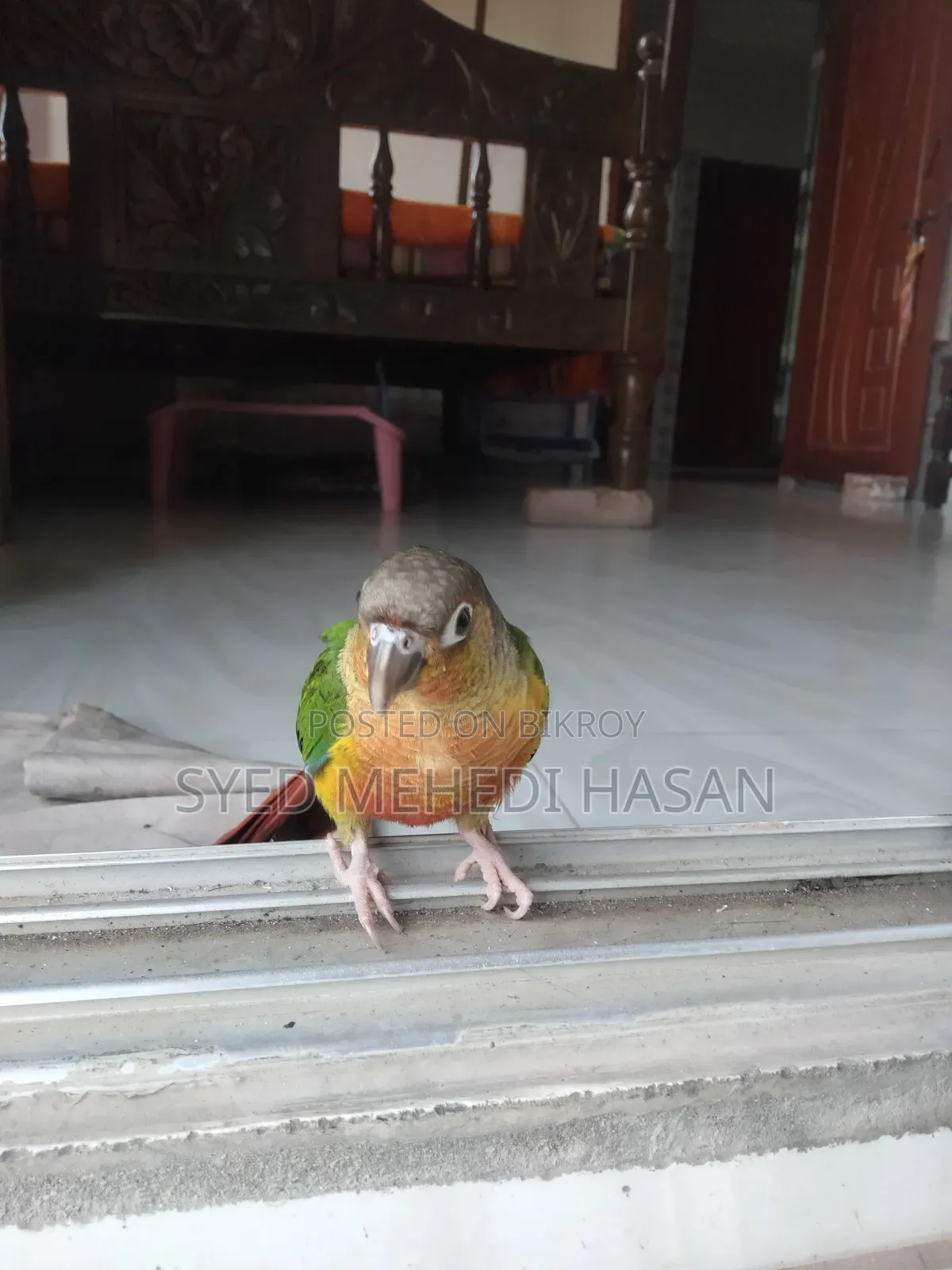 Green Cheek Conure (Double Red Factor, Yellow Sided)
