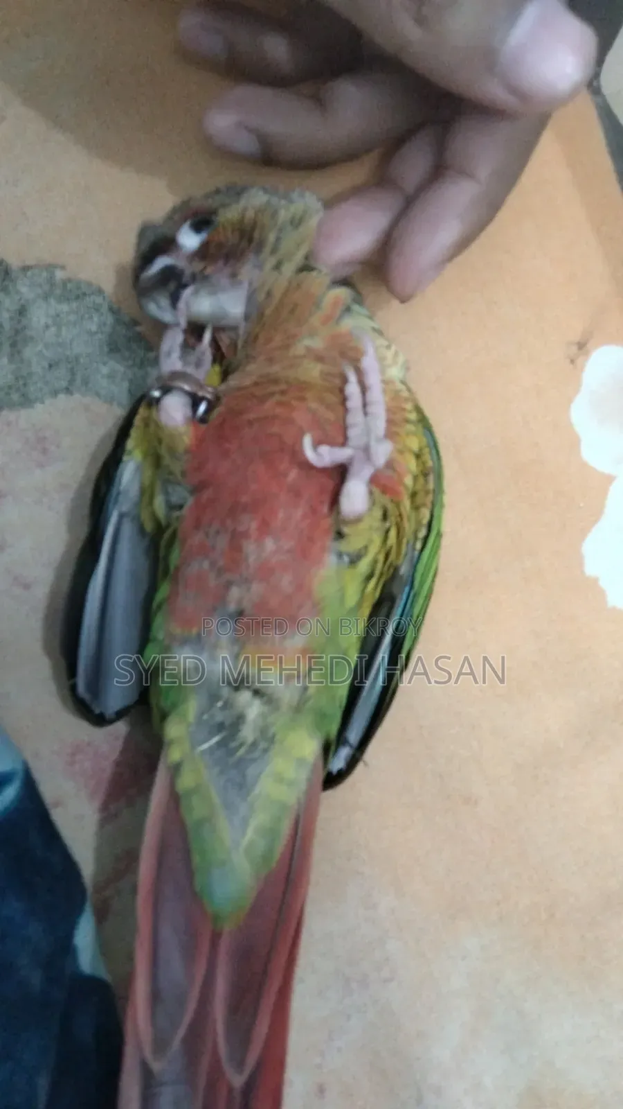Green Cheek Conure (Double Red Factor, Yellow Sided)