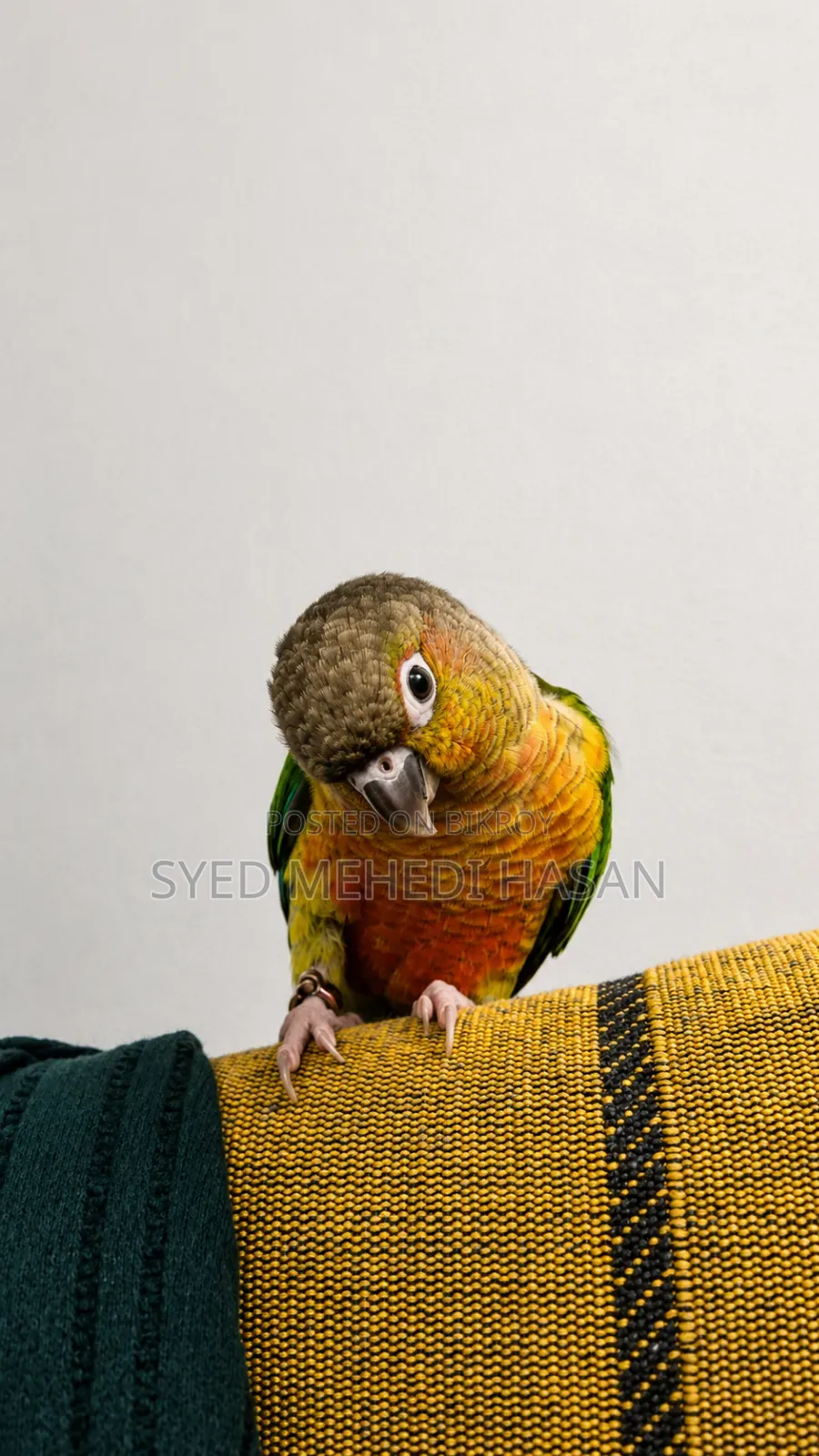 Green Cheek Conure (Double Red Factor, Yellow Sided)