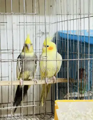 Cockatiel Pair (Running Cockatiel Pair)