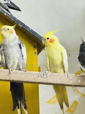 Cockatiel Pair (Running Cockatiel Pair)