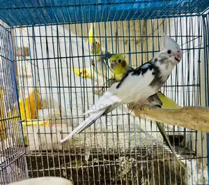Cockatiel Pair (Running Cockatiel Pair)