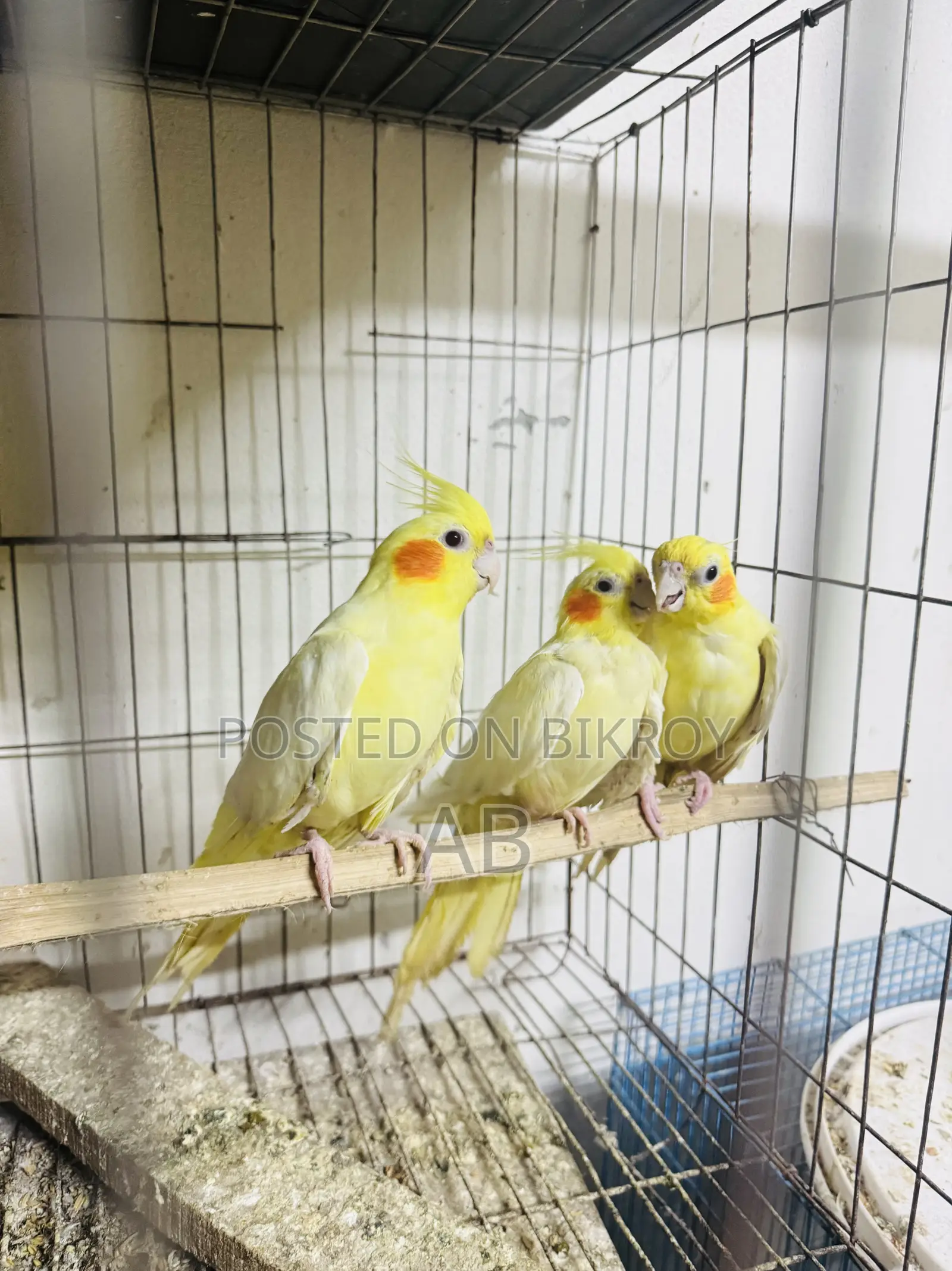 Cockatiel Pair (Running Cockatiel Pair)