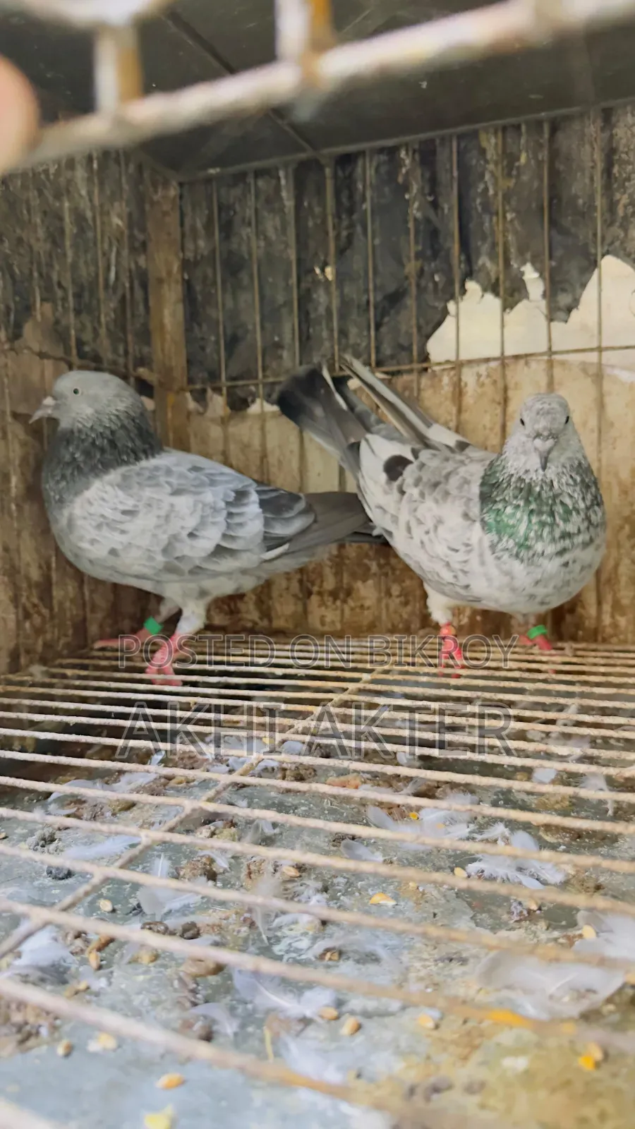 Beji Pigeon