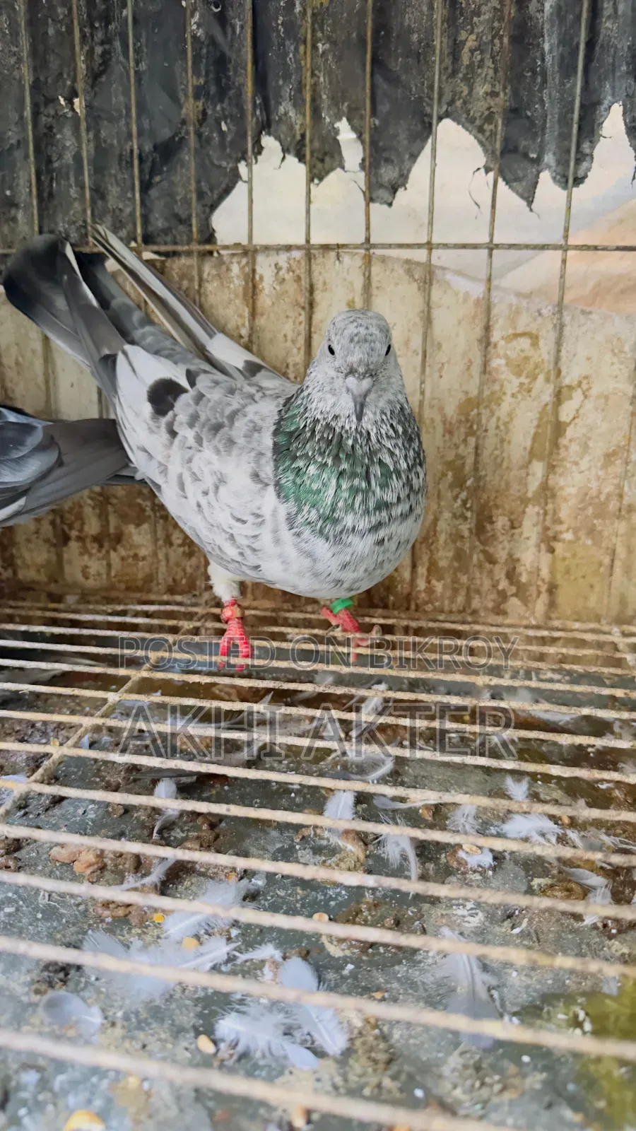 Beji Pigeon