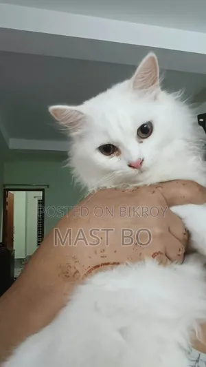 1-3 Months Female Purebred Turkish Angora