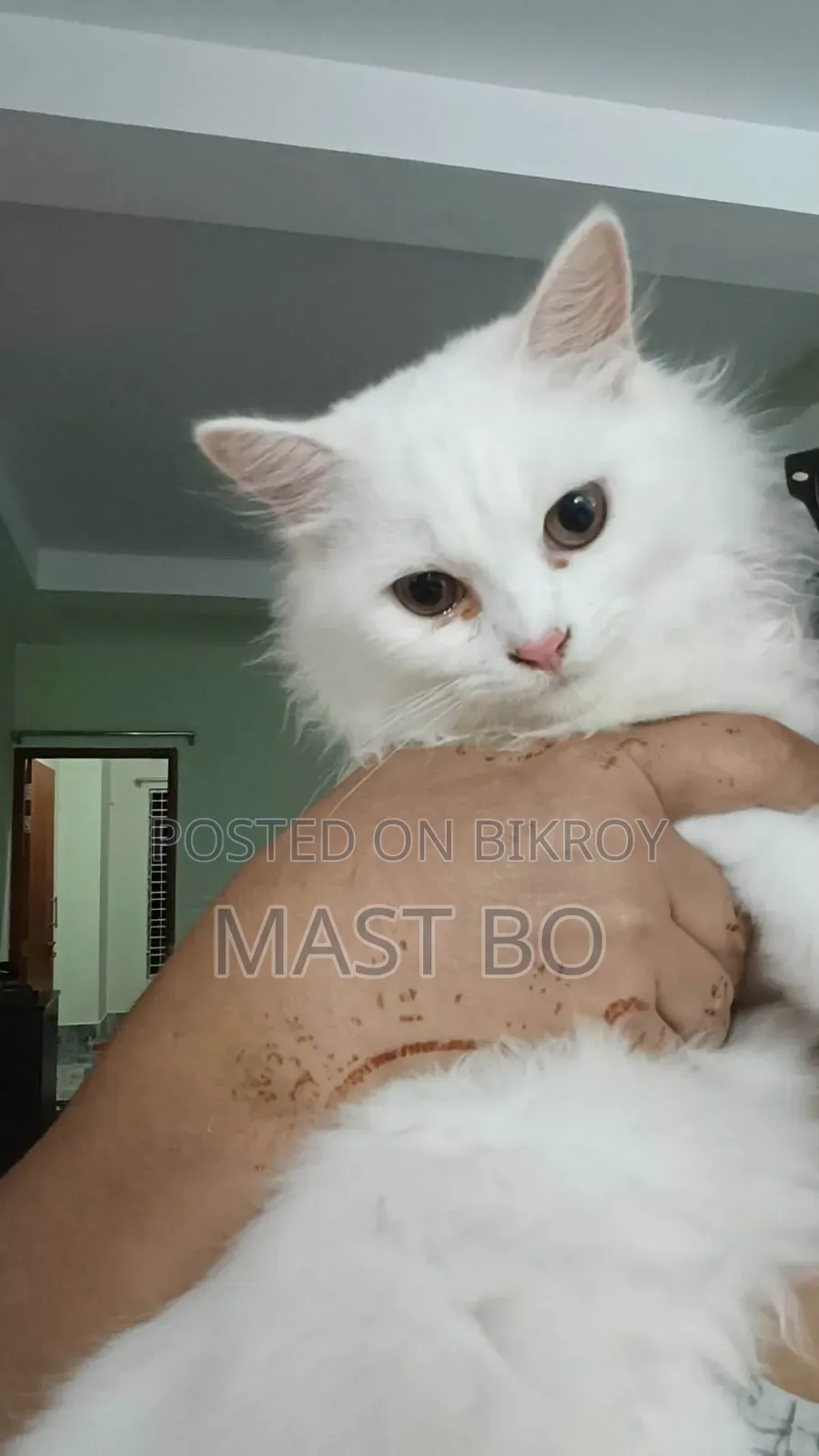 1-3 Months Female Purebred Turkish Angora