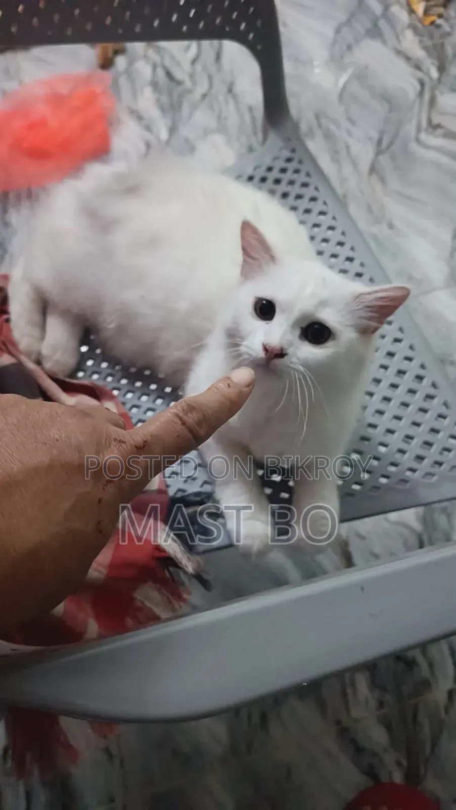 1-3 Months Female Purebred Turkish Angora