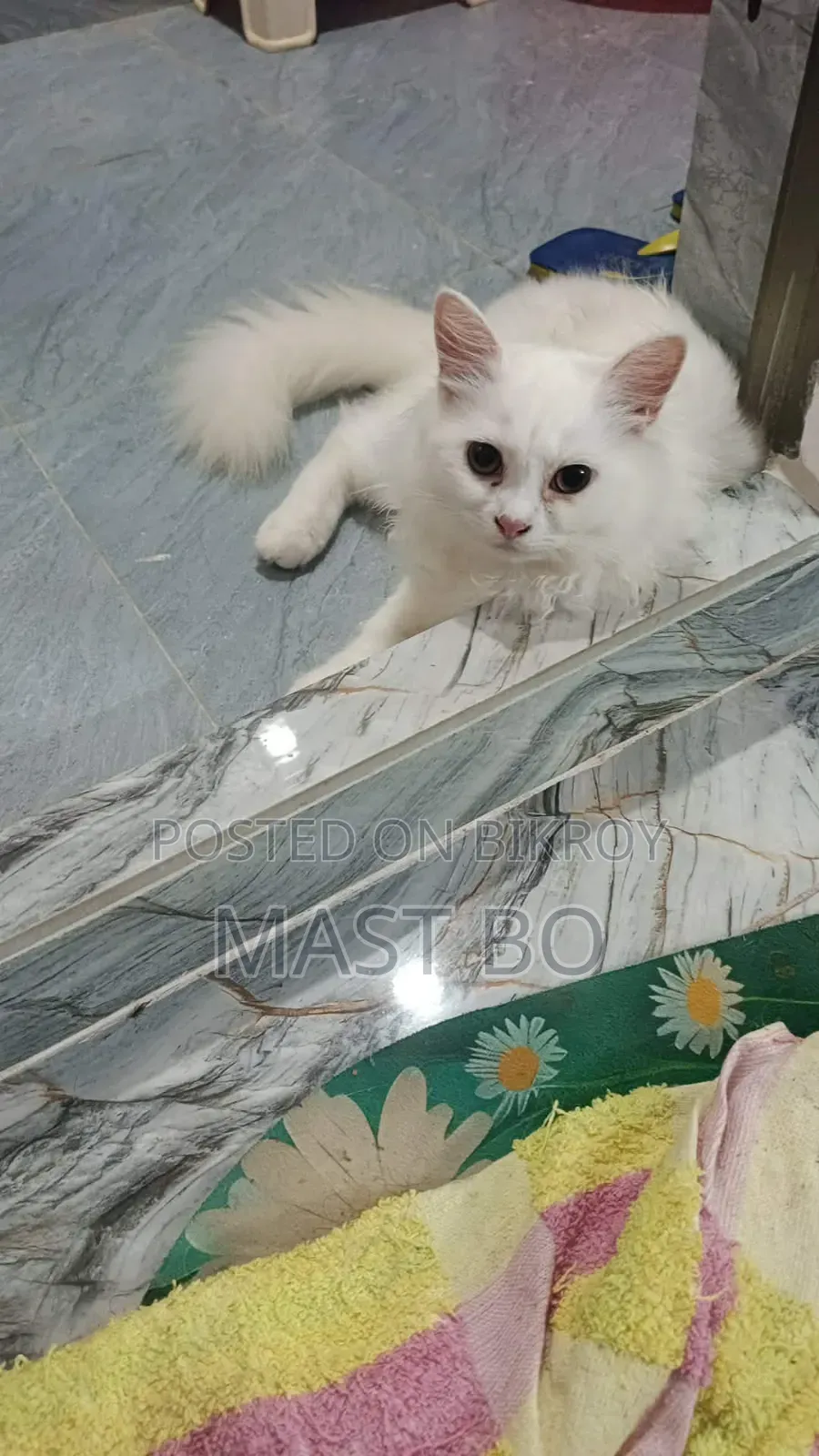 1-3 Months Female Purebred Turkish Angora