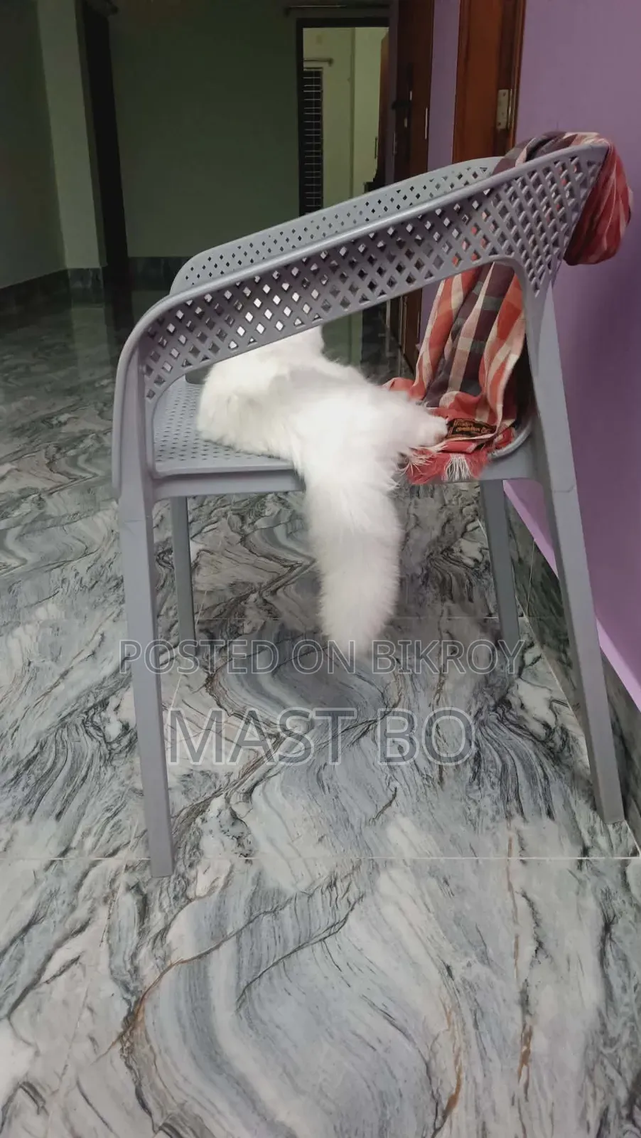 1-3 Months Female Purebred Turkish Angora