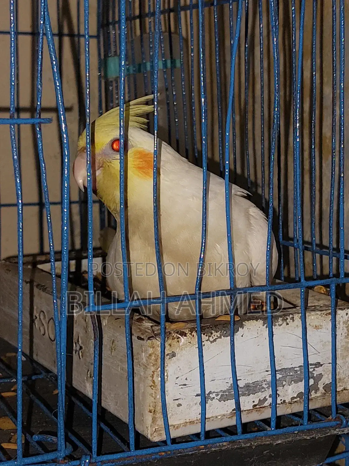 Cockatiel Lutino Red Eye Tem ককাটেল