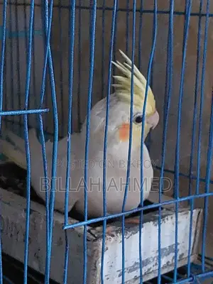 Cockatiel Lutino Red Eye Tem ককাটেল