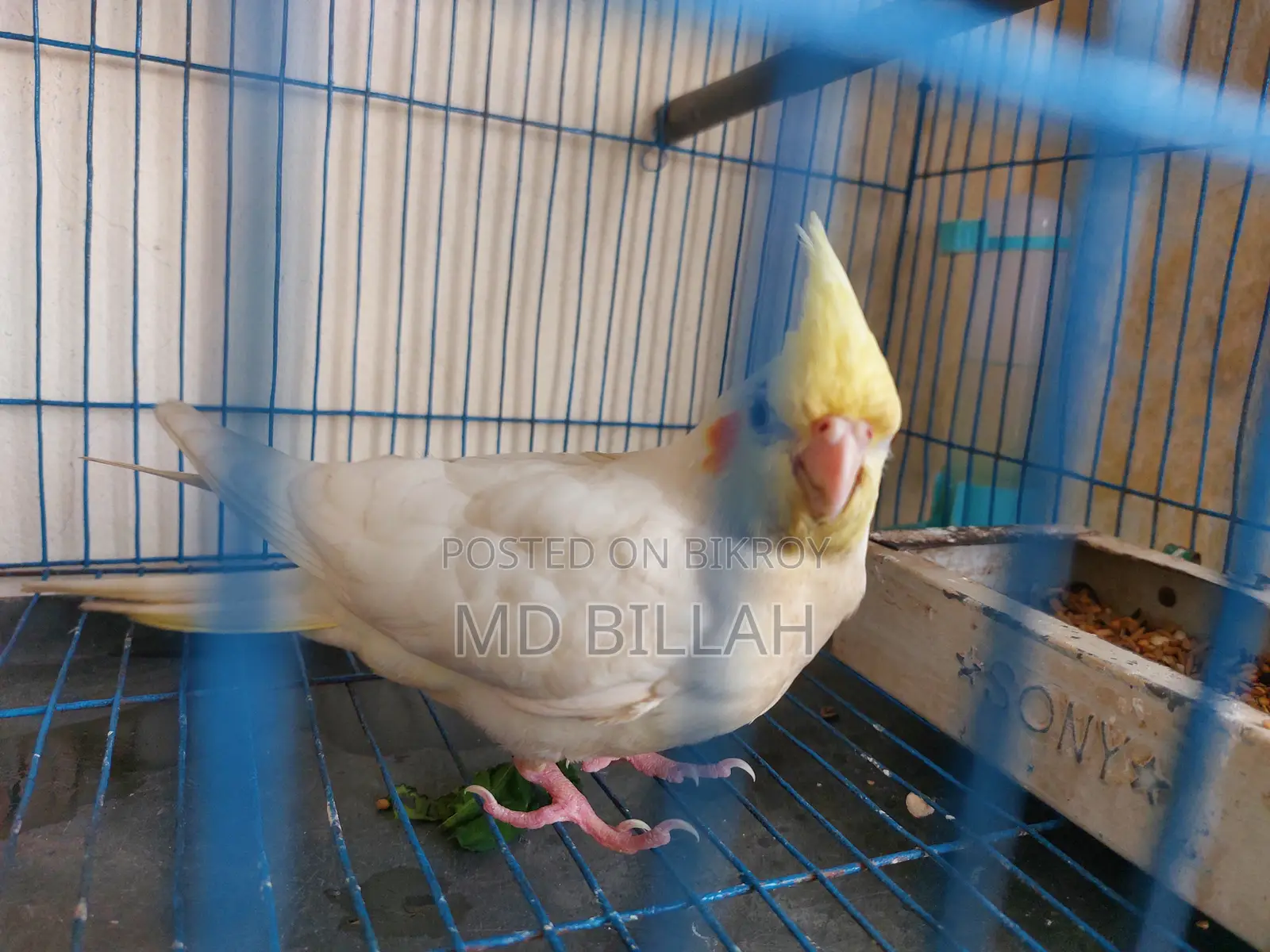 Cockatiel Lutino Red Eye Tame
