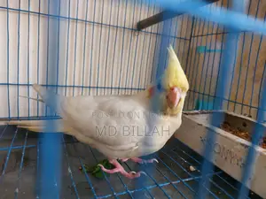 Cockatiel Lutino Red Eye Tame