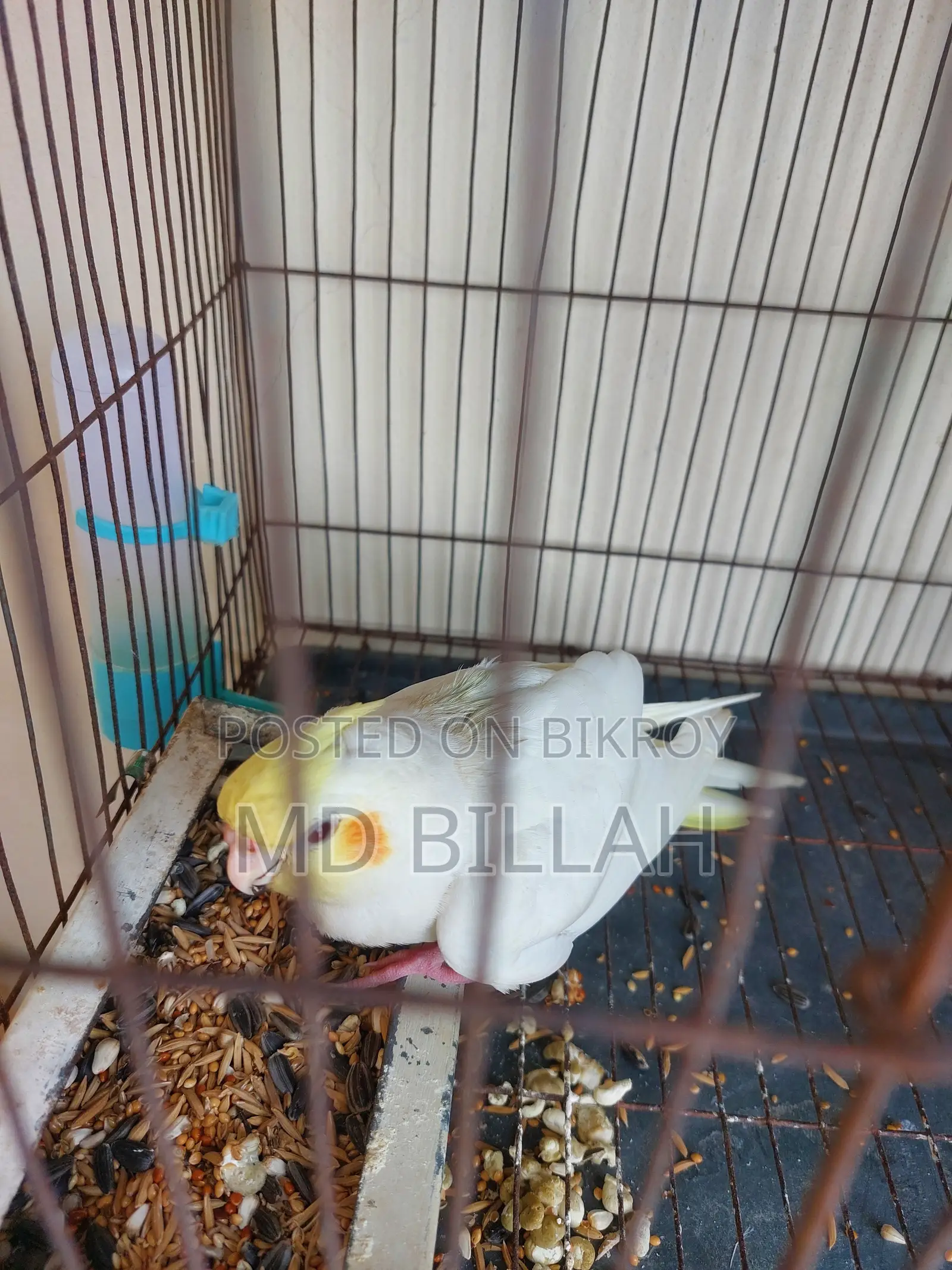 Cockatiel Lutino Red Eye Tame