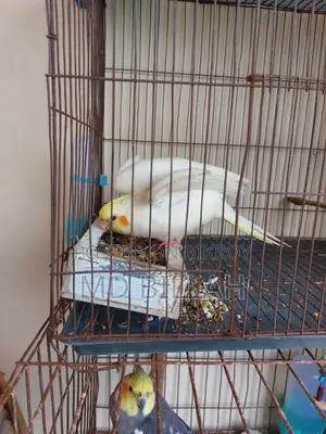 Cockatiel Lutino Red Eye Tame
