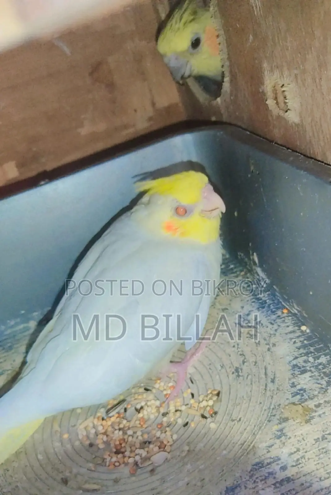 Cockatiel Lutino Red Eye Tame