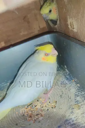 Cockatiel Lutino Red Eye Tame