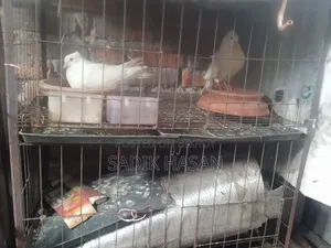 1 cage will be sold.