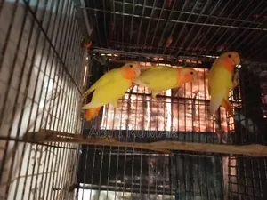 Lovebird birds for sale.