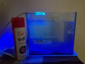 Fish Aquarium