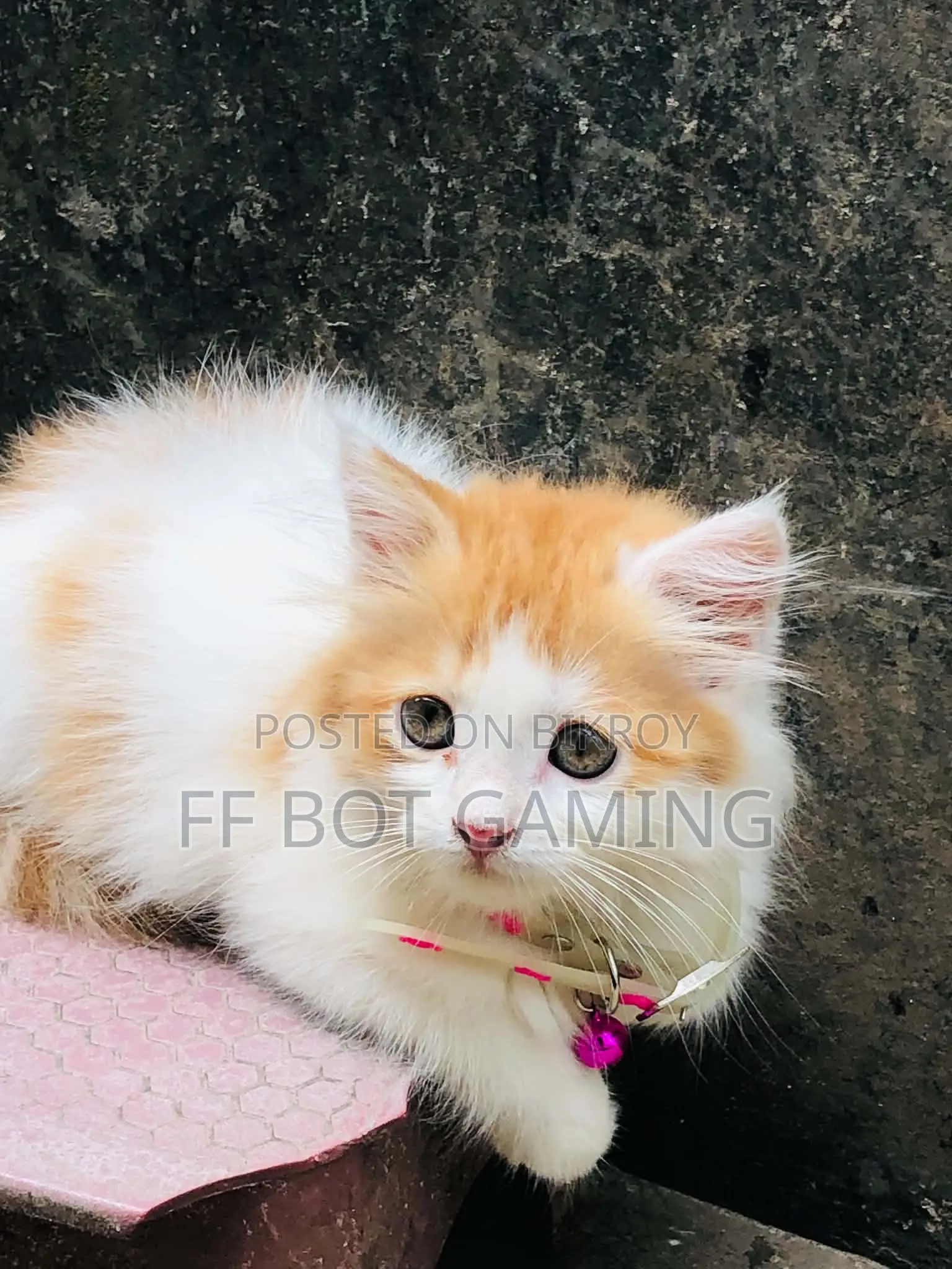 1-3 Months Male Purebred Persian