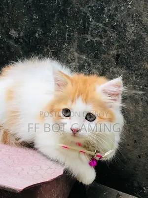 1-3 Months Male Purebred Persian