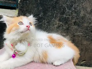 1-3 Months Male Purebred Persian