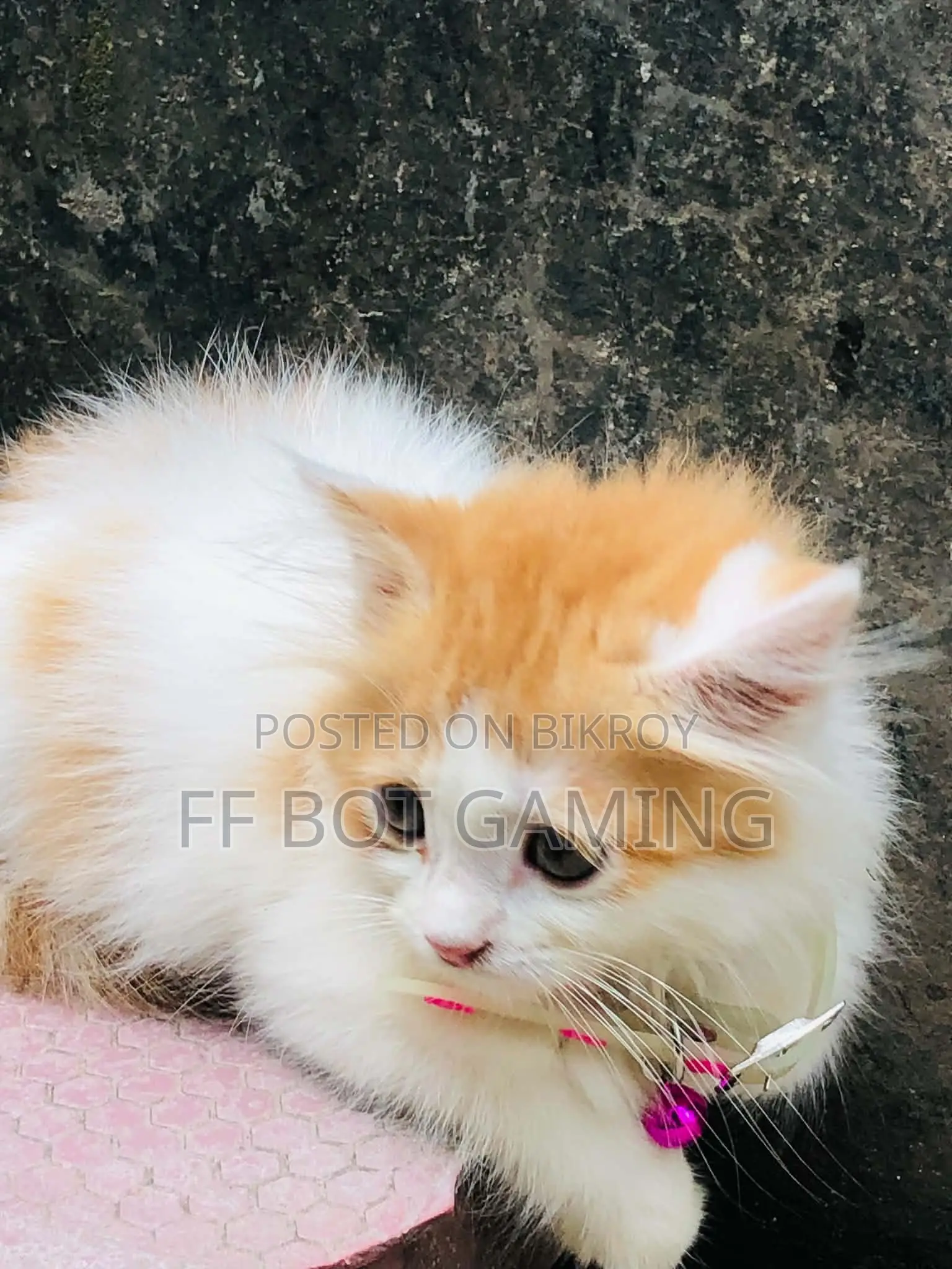 1-3 Months Male Purebred Persian
