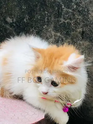 1-3 Months Male Purebred Persian
