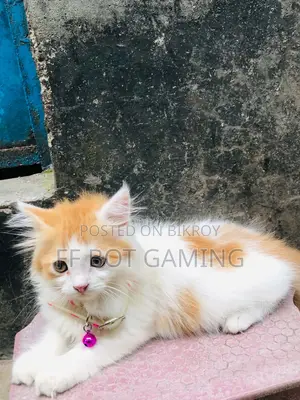 1-3 Months Male Purebred Persian