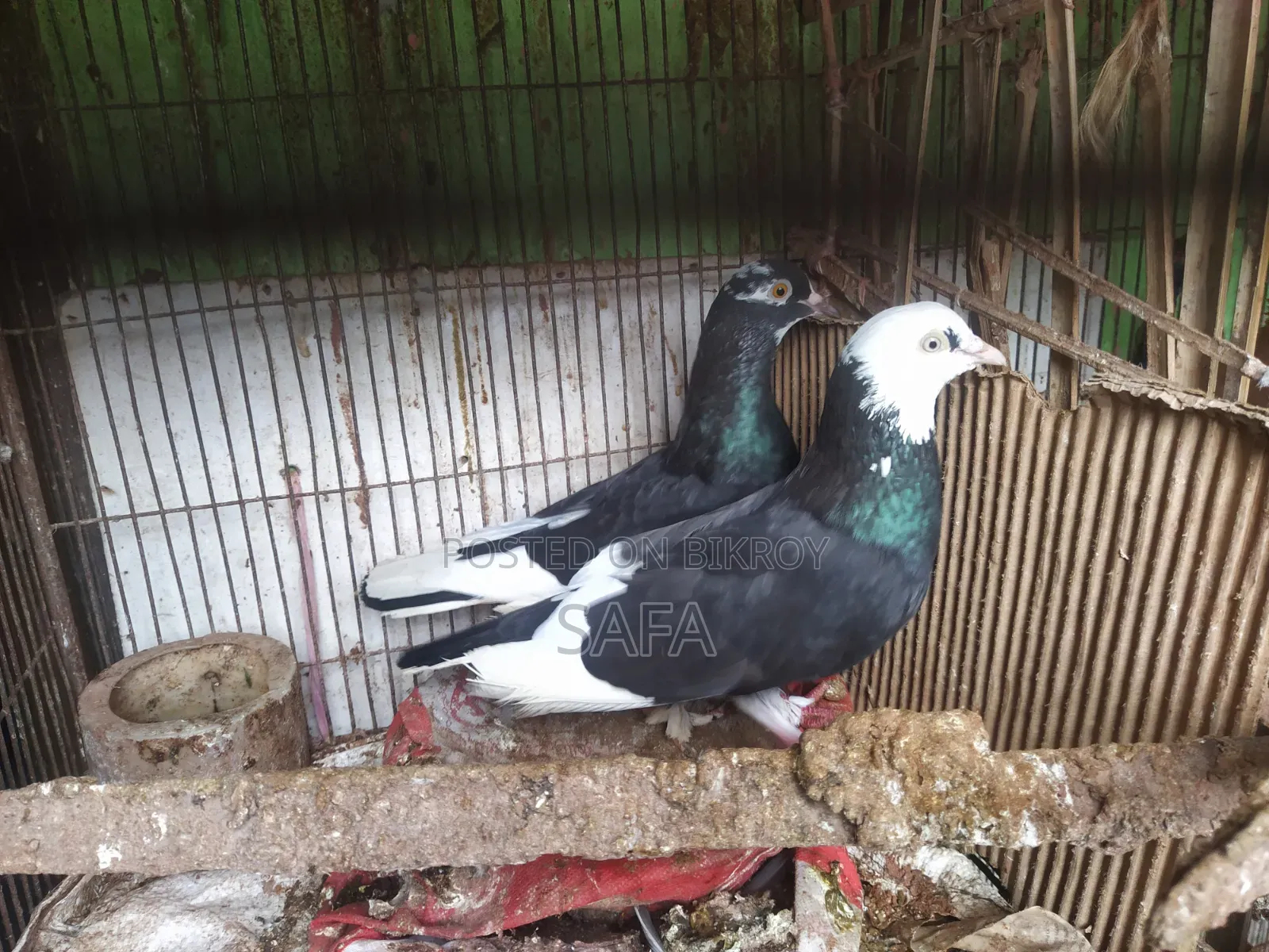 Local Pigeons