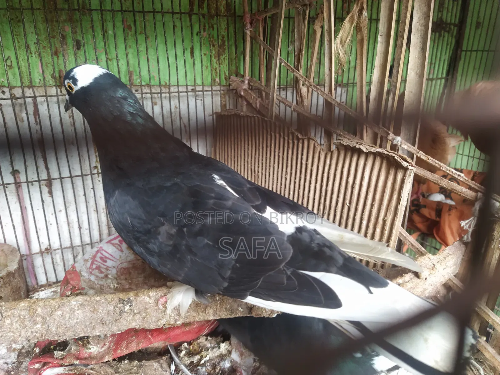 Local Pigeons