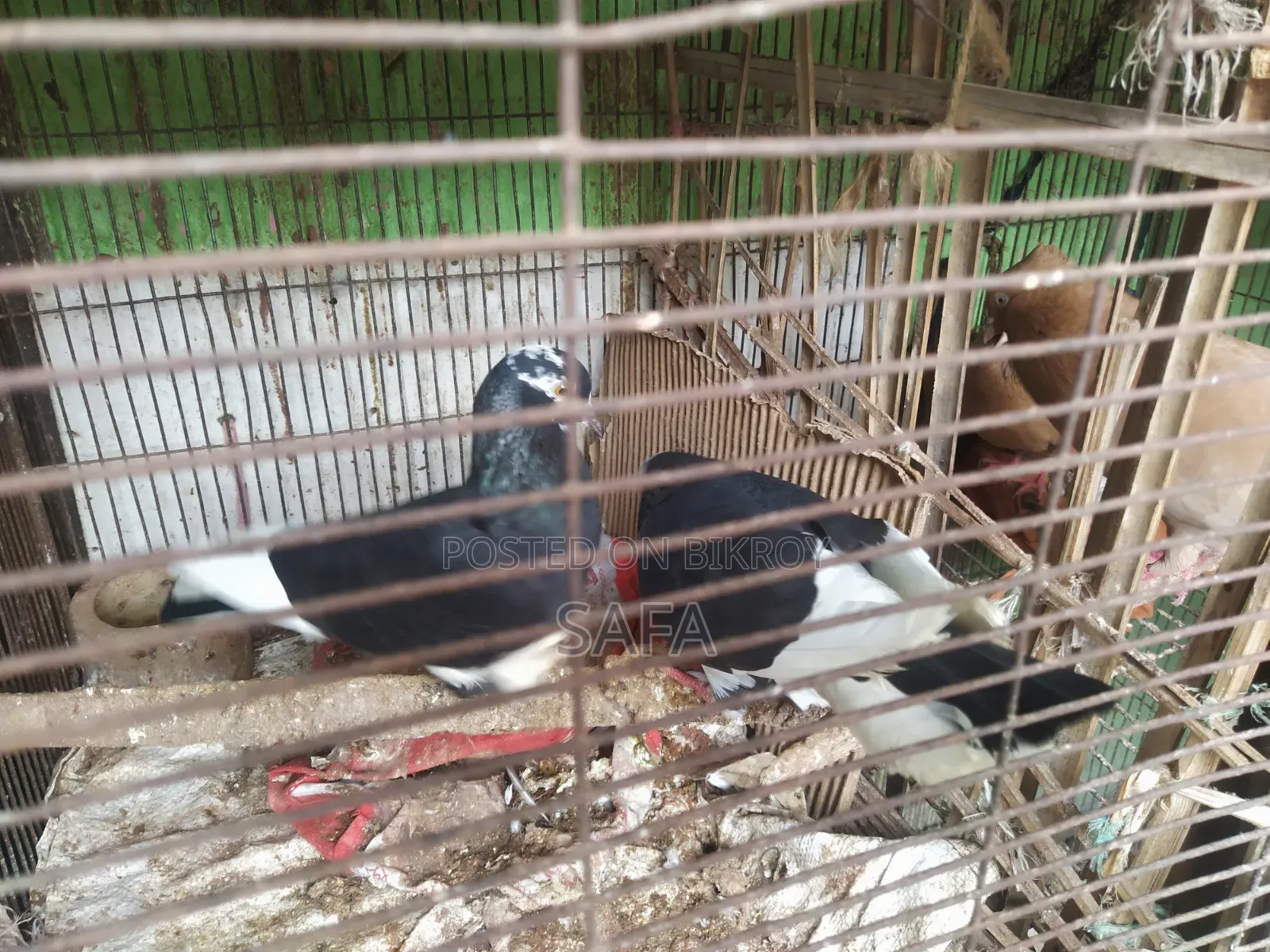 Local Pigeons