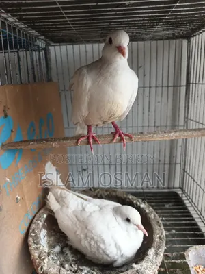 Diamond Dove and Australian Dove for sale with four-tier cage